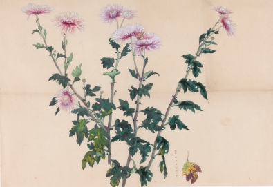 FUKUDA Heihachiro,Chrysanthemums,1925